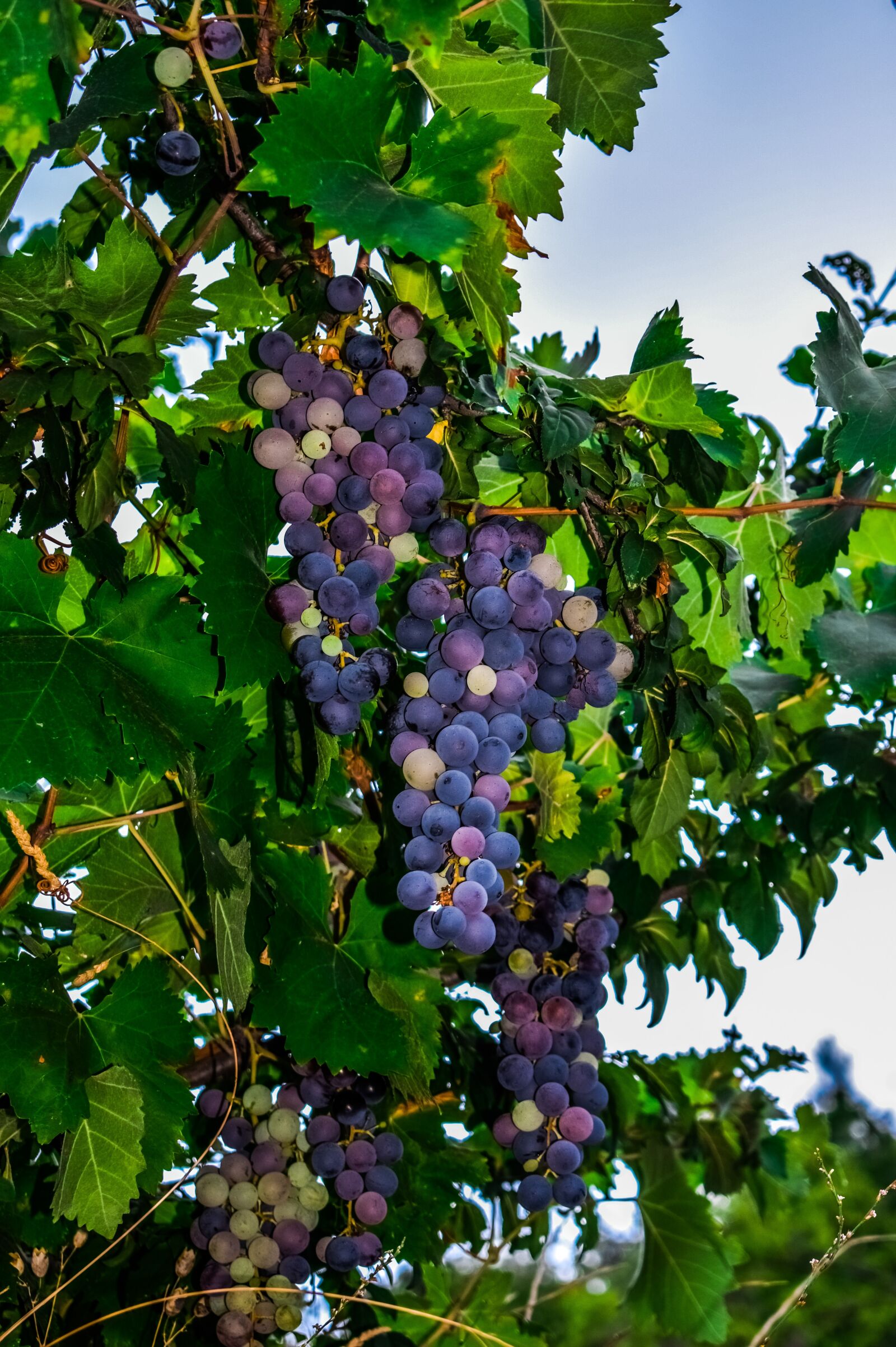Nikon D3300 sample photo. Grapes, vineyard, fruit photography