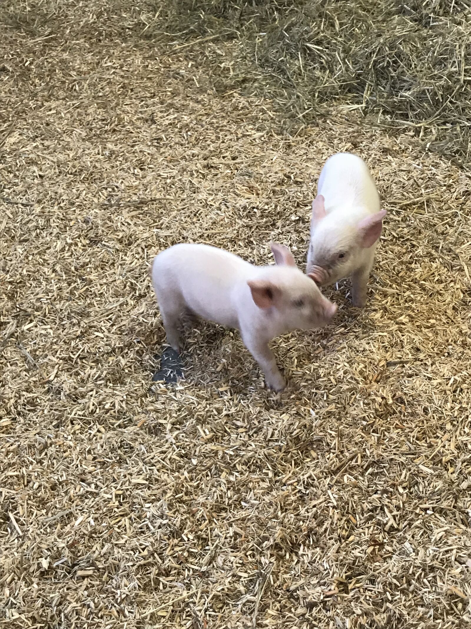 iPhone 7 back camera 3.99mm f/1.8 sample photo. Piglets, farm, piggy photography