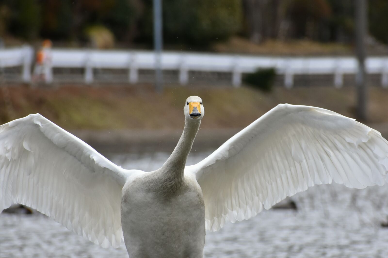 Nikon D7200 sample photo. Animal, lake, waterside photography