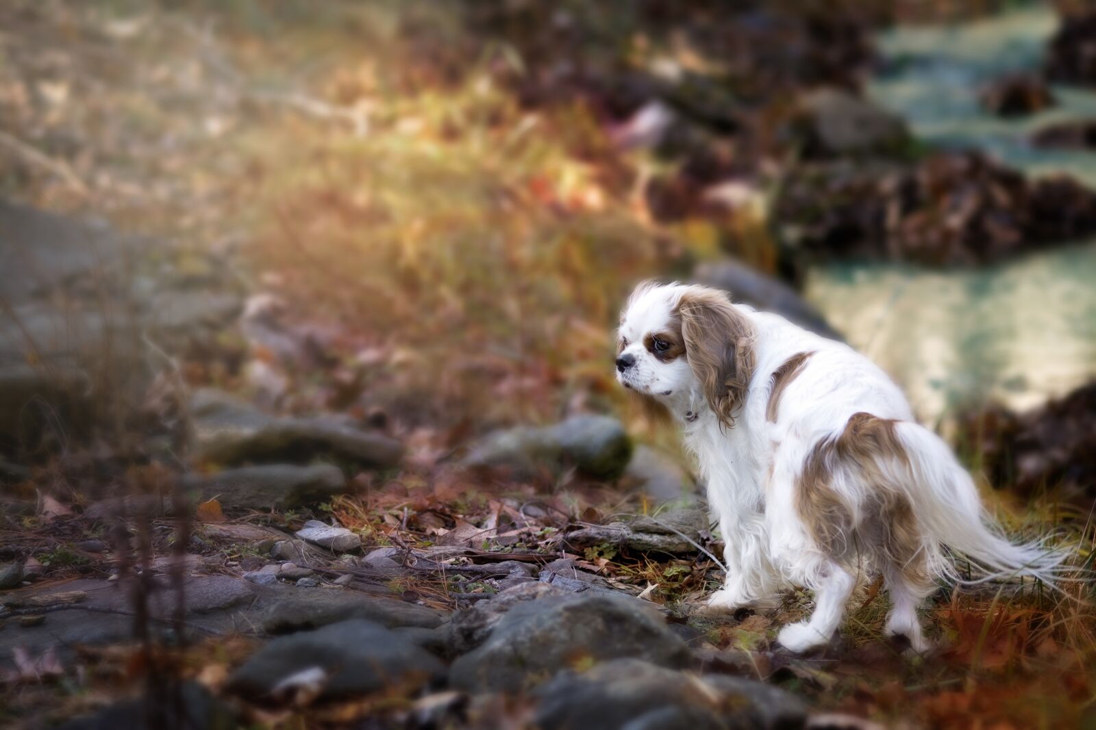 Nikon D7100 sample photo. Cavalier, king, charles photography