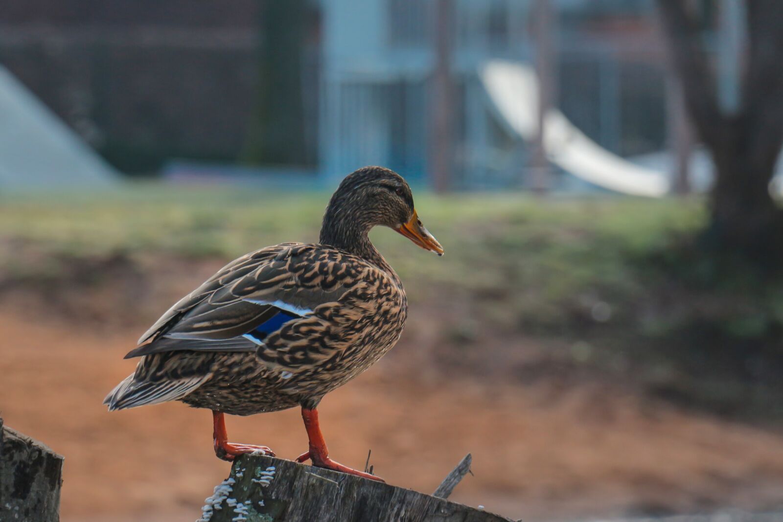 Canon EOS 700D (EOS Rebel T5i / EOS Kiss X7i) sample photo. Bird, nature, animal world photography