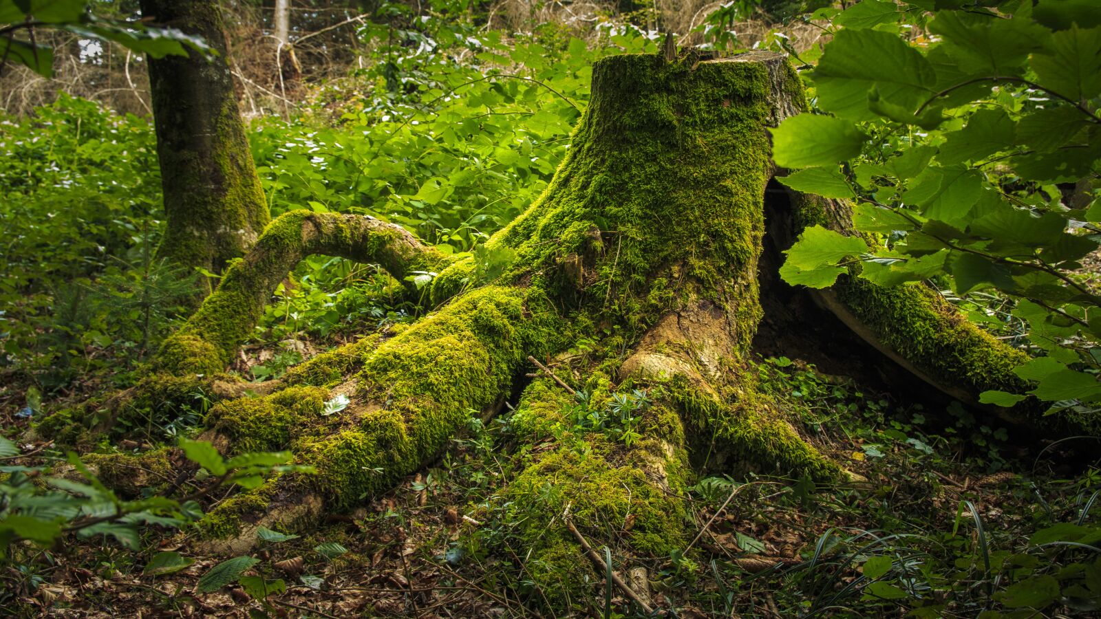 Canon EOS 650D (EOS Rebel T4i / EOS Kiss X6i) sample photo. Tree stump, moss, forest photography