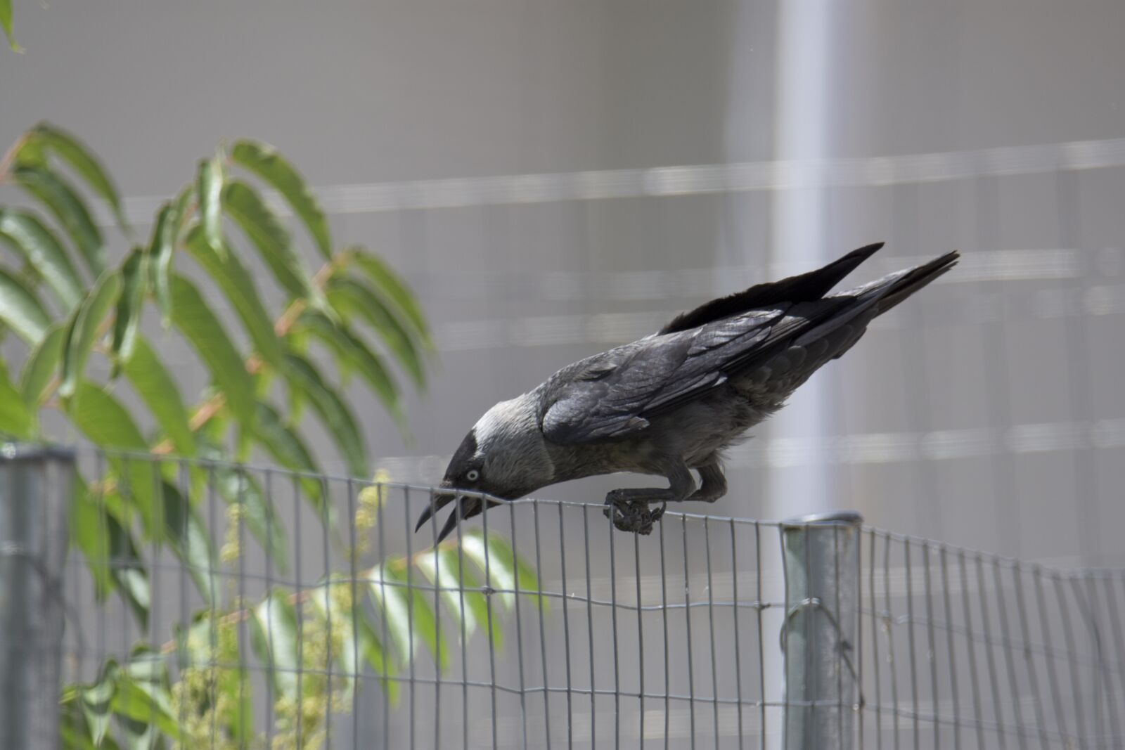 Nikon D7200 sample photo. Dance, animal, storybook photography