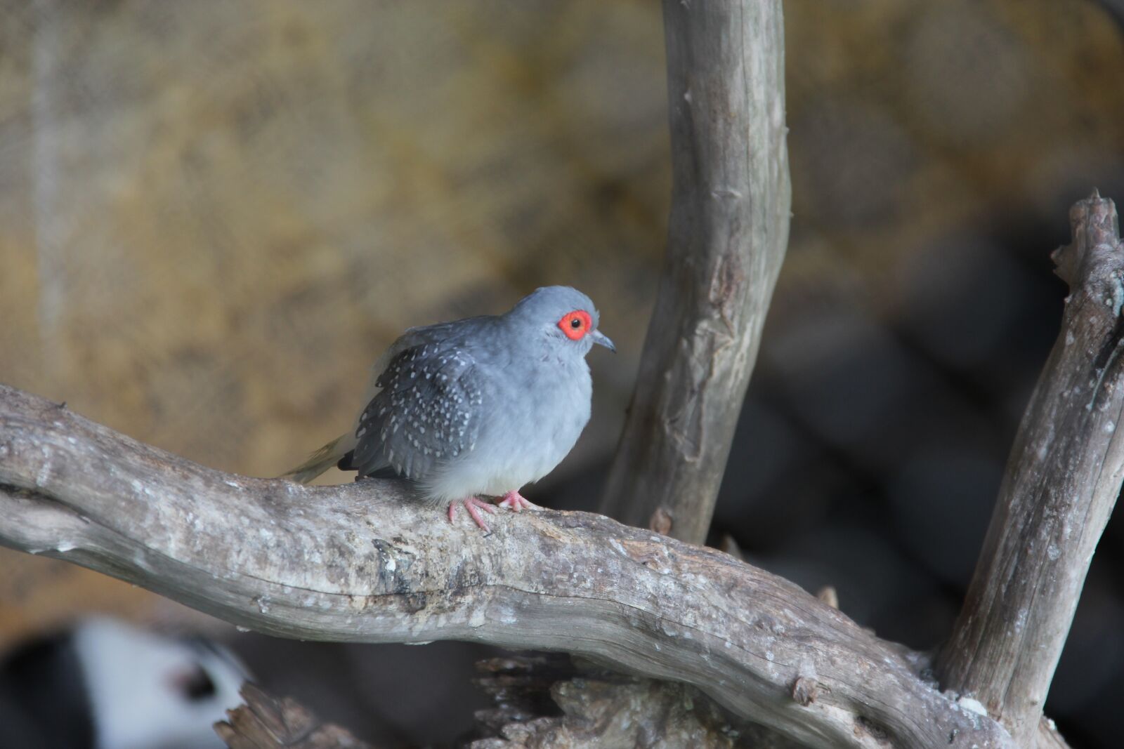 Canon EOS 60D sample photo. Birds, nature, plumage photography