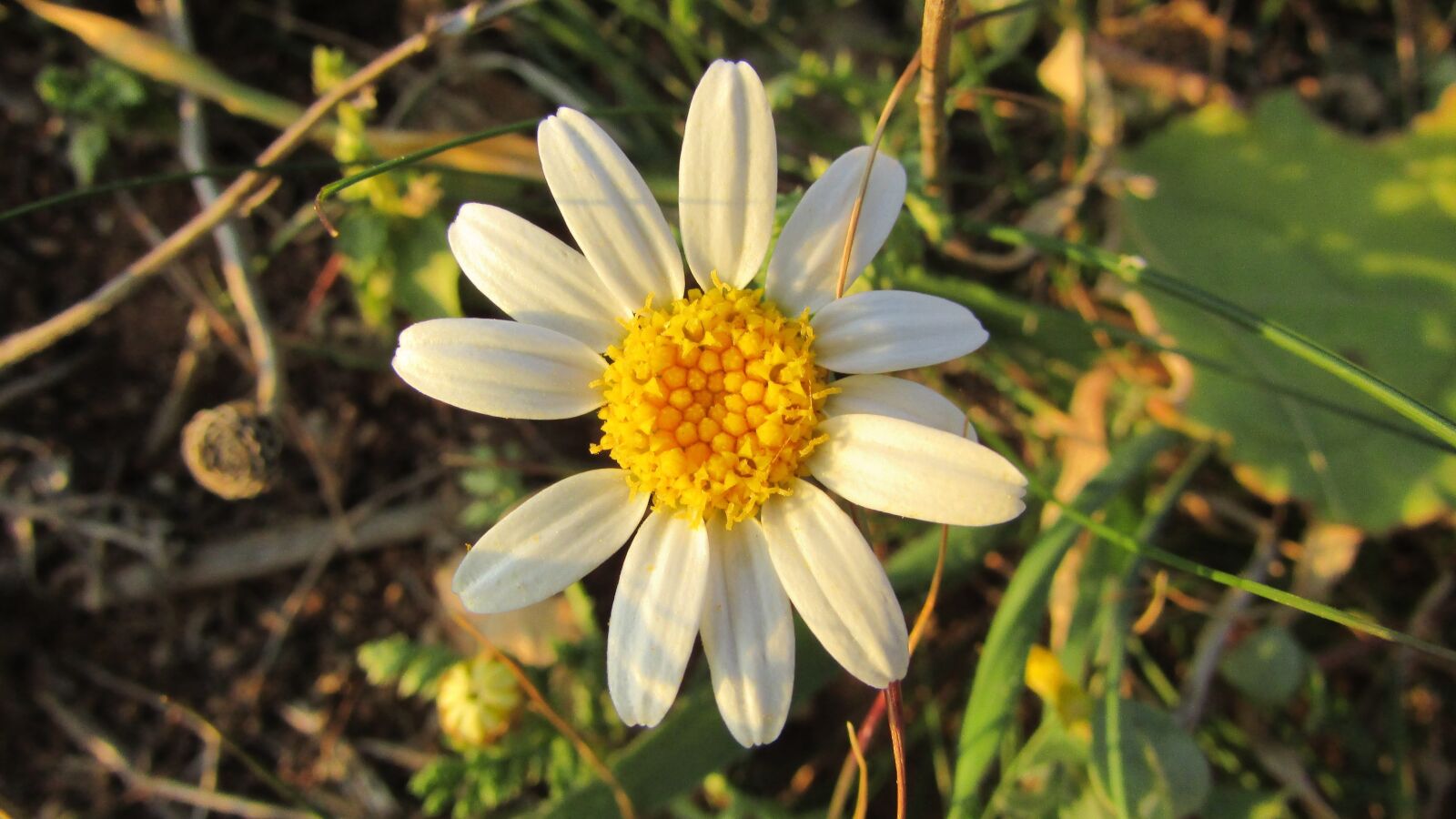 Canon PowerShot SX400 IS sample photo. Daisy, cyprus, cavo greko photography
