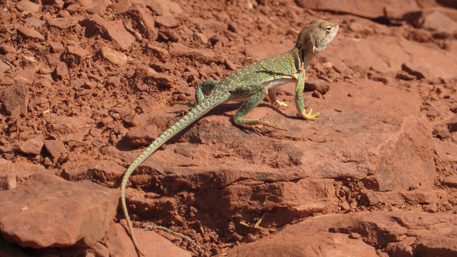 Canon PowerShot SX280 HS sample photo. Lizard, arizona, sedona photography