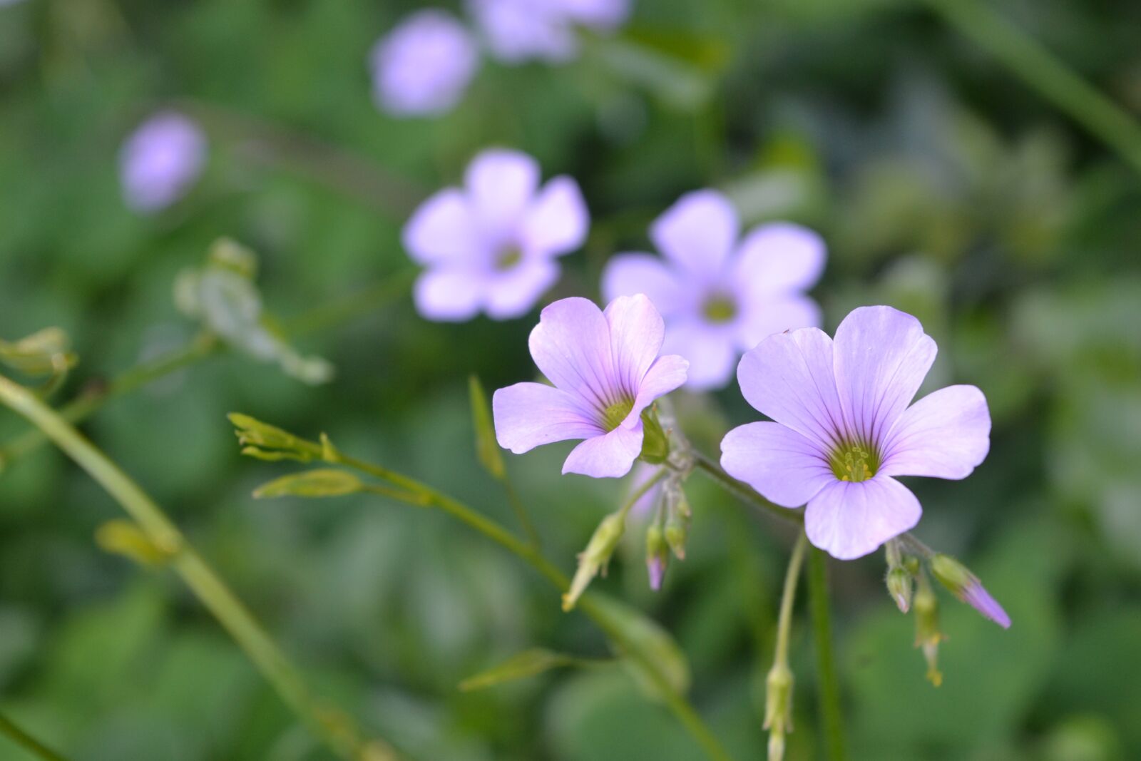 Nikon D3100 sample photo. Flower of clover, clover photography