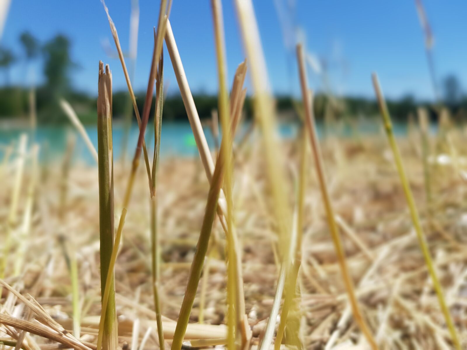 Samsung Galaxy S8+ sample photo. Grass, sky, nature photography