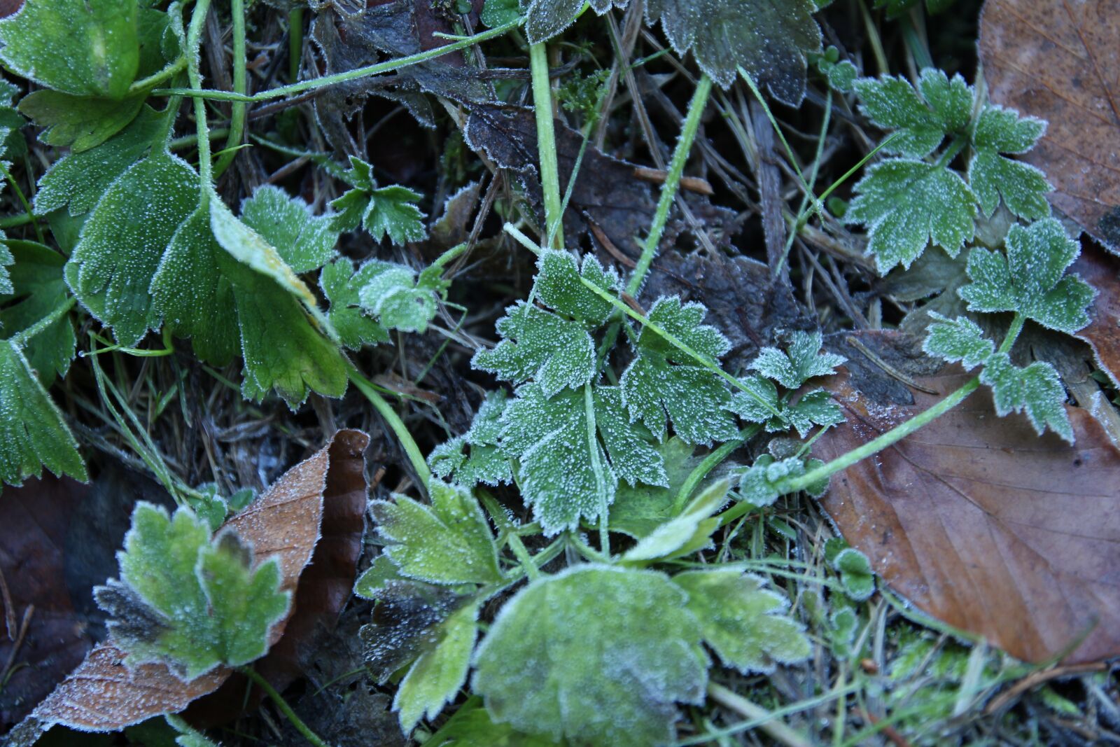 Canon EOS 550D (EOS Rebel T2i / EOS Kiss X4) sample photo. Autumn, winter, frost photography