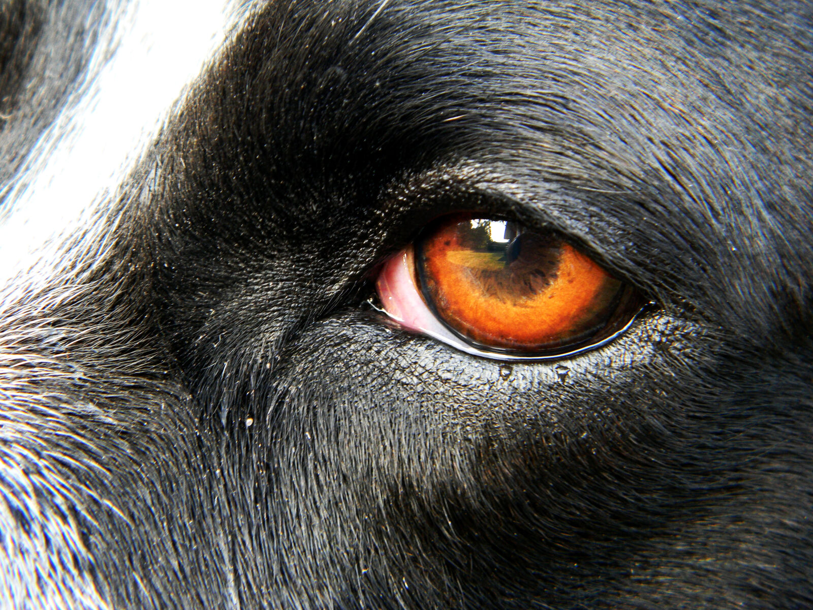 Nikon Coolpix L110 sample photo. Dog, eyes photography