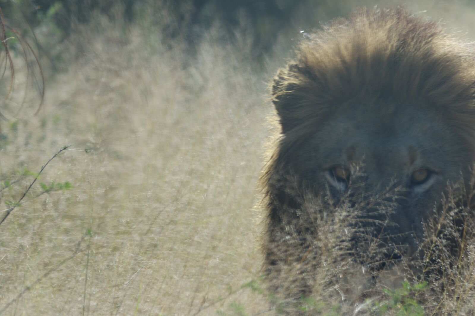 Canon EOS 7D Mark II sample photo. Africa, animal, big, five photography