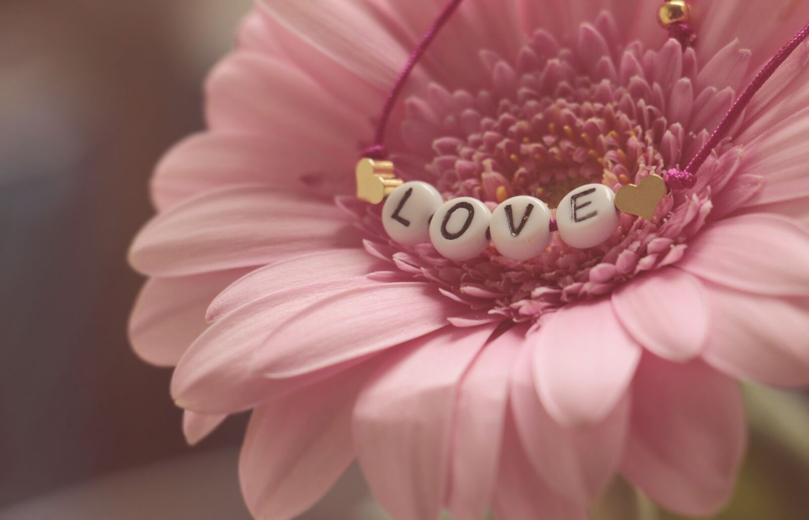 Canon EOS 100D (EOS Rebel SL1 / EOS Kiss X7) sample photo. Love, bracelet, gerbera photography