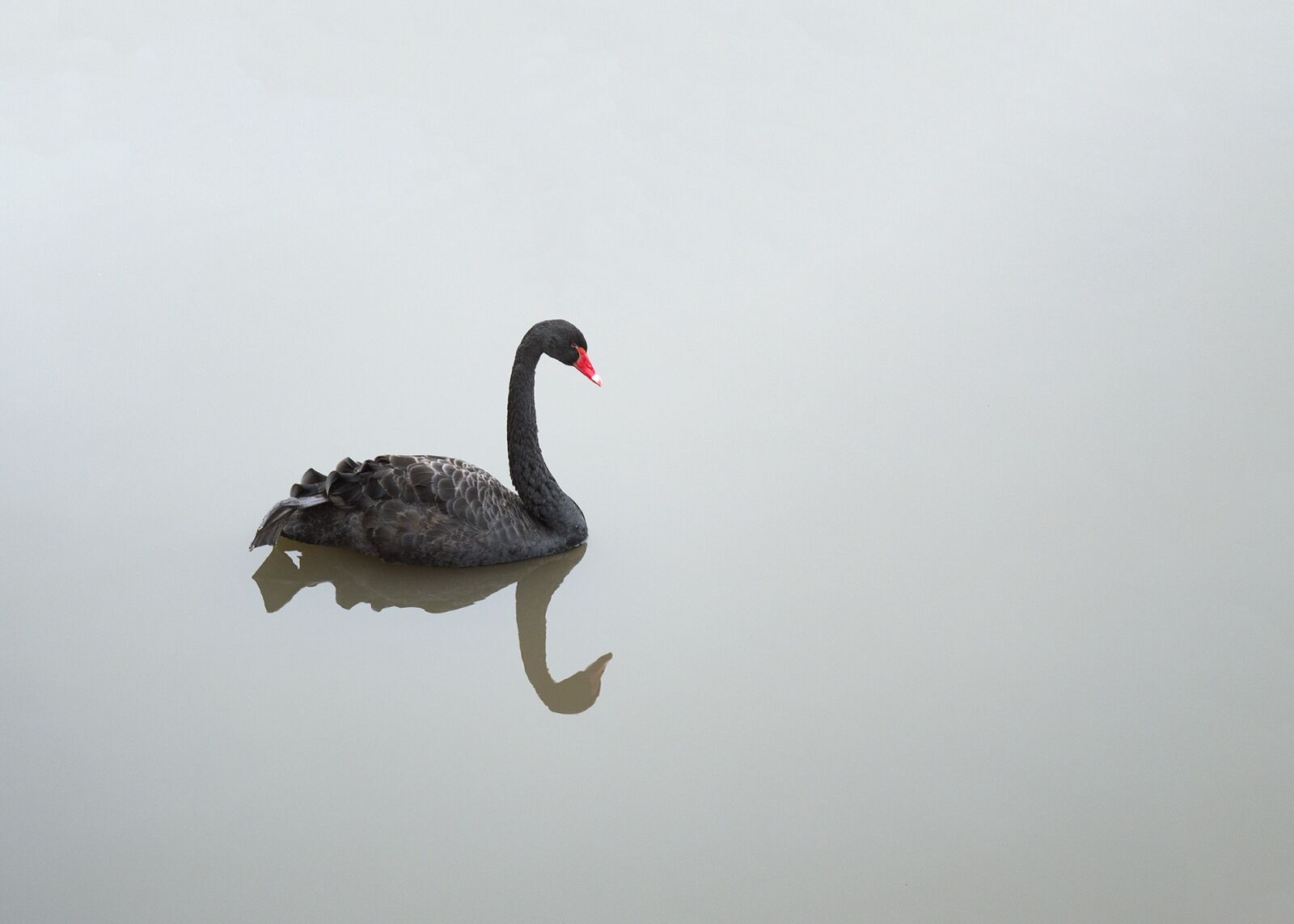 Nikon D3200 sample photo. Black swan, waterfowl, swan photography