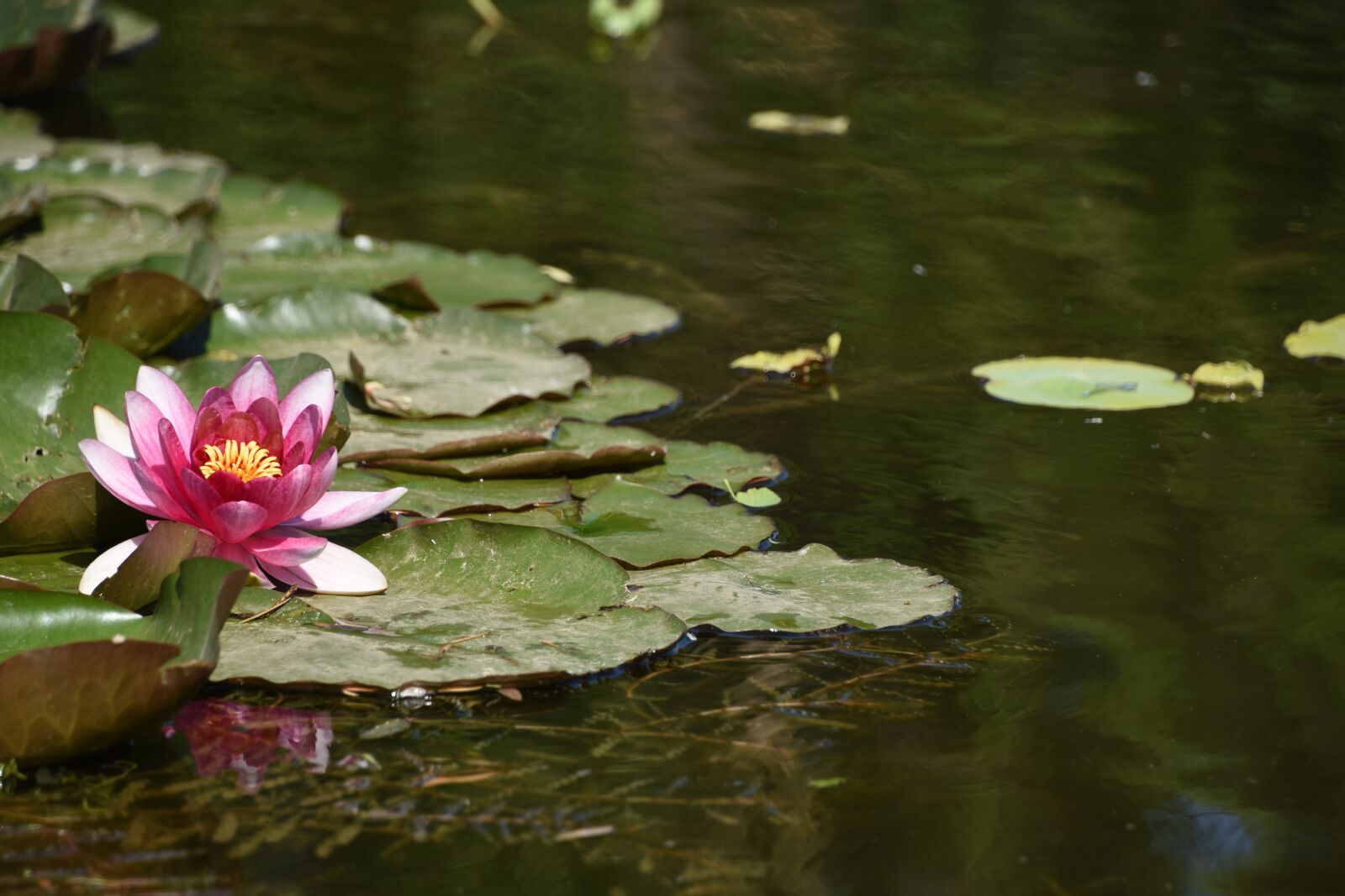 Nikon D7200 sample photo. Lotus, yuyuantan park, the photography