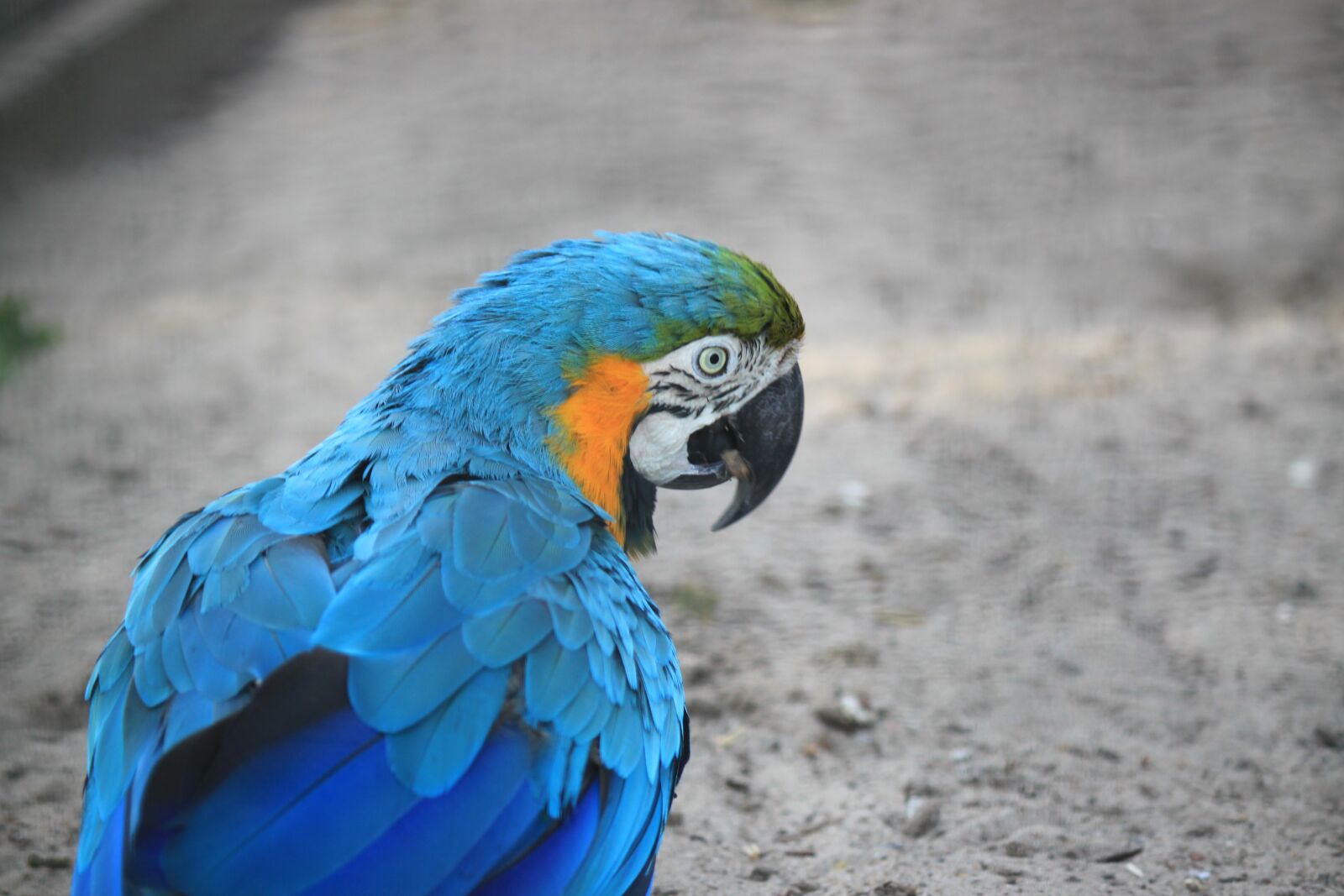 Canon EOS 500D (EOS Rebel T1i / EOS Kiss X3) sample photo. Parrot, bird, zoo photography