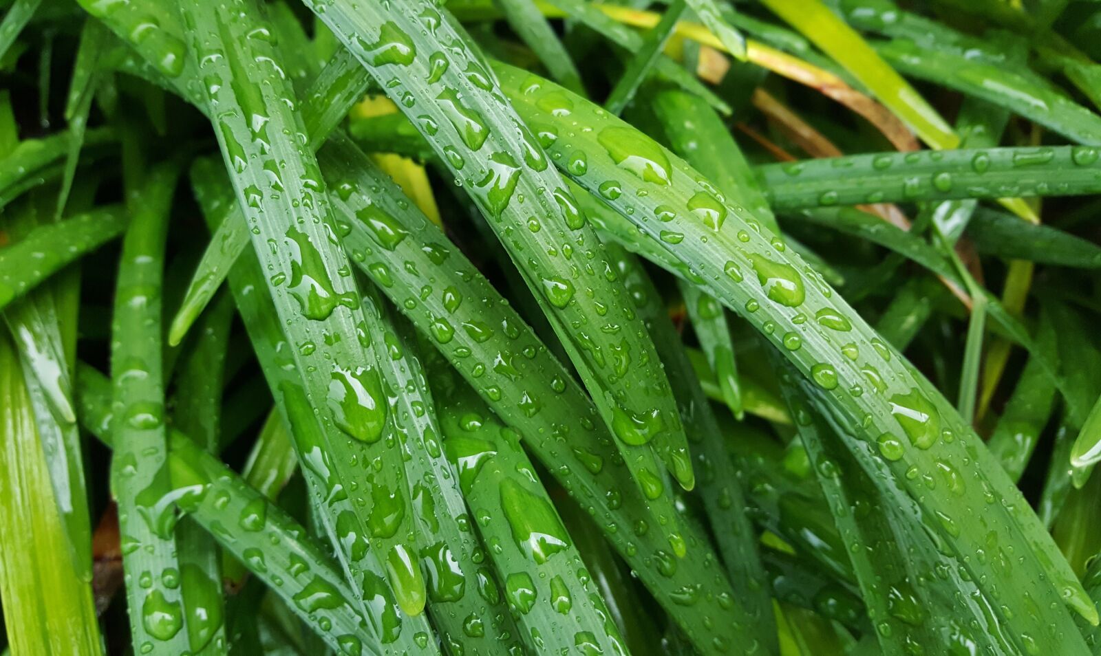 Samsung Galaxy Note5 sample photo. Lilyturf, big blue lilyturf photography