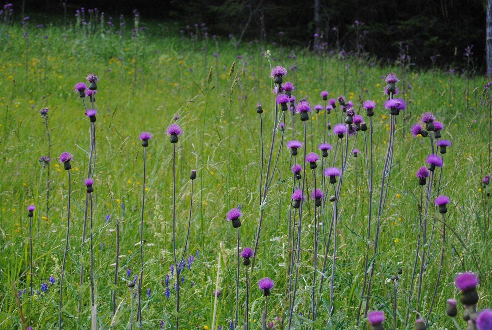 Nikon D3000 sample photo. Flowers, purple flowers, colorful photography