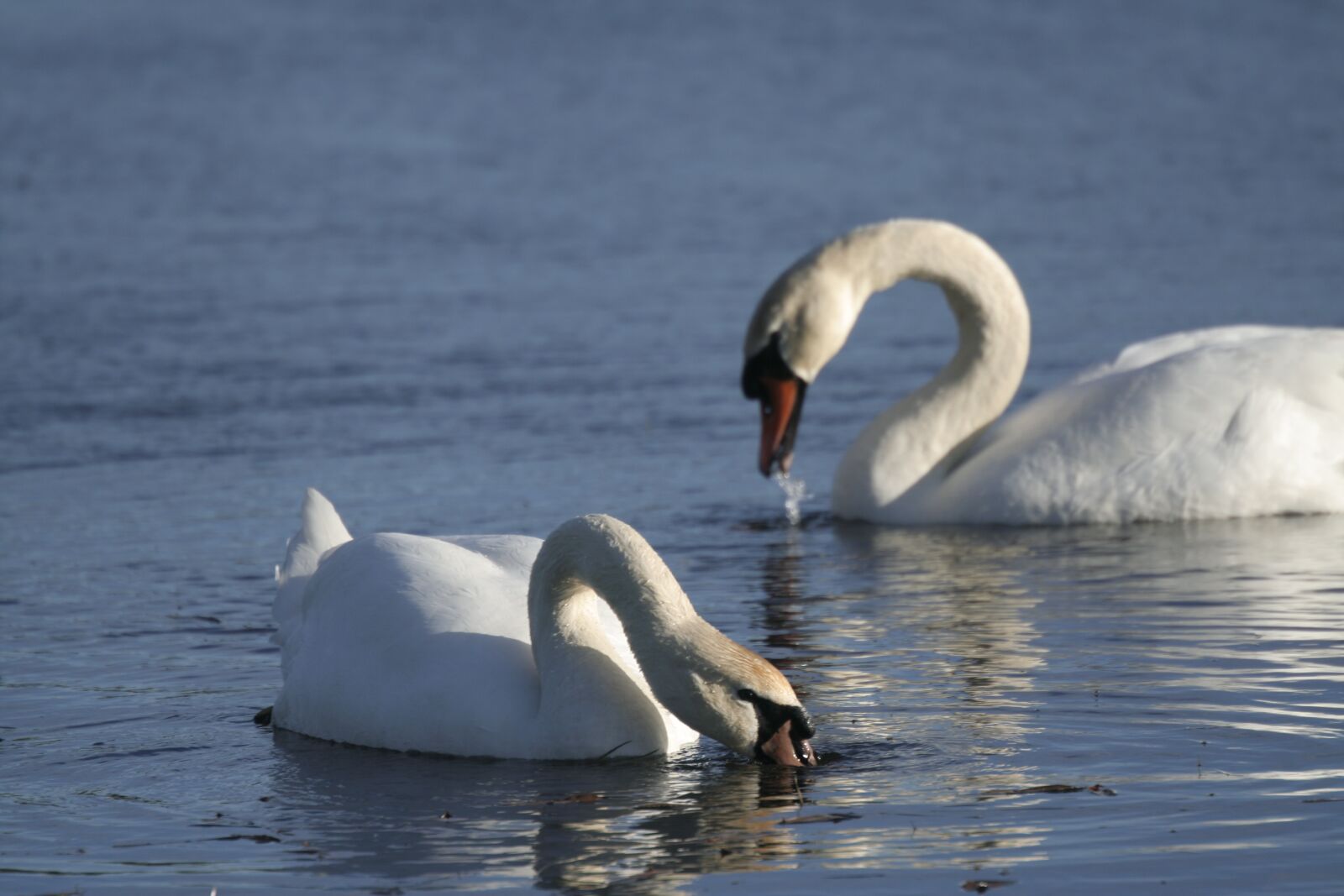 Canon EOS 350D (EOS Digital Rebel XT / EOS Kiss Digital N) sample photo. Gorgeous swans in the photography