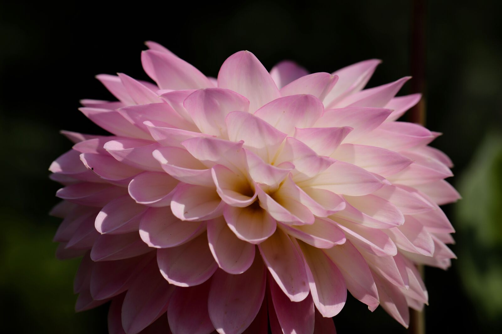 Canon EOS 800D (EOS Rebel T7i / EOS Kiss X9i) sample photo. Dahlia, dahlia flower, blossom photography