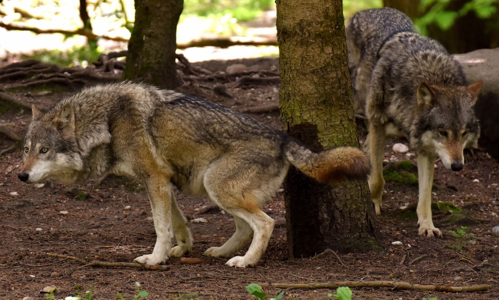 Nikon D7200 sample photo. Wolf, wild animal, beautiful photography