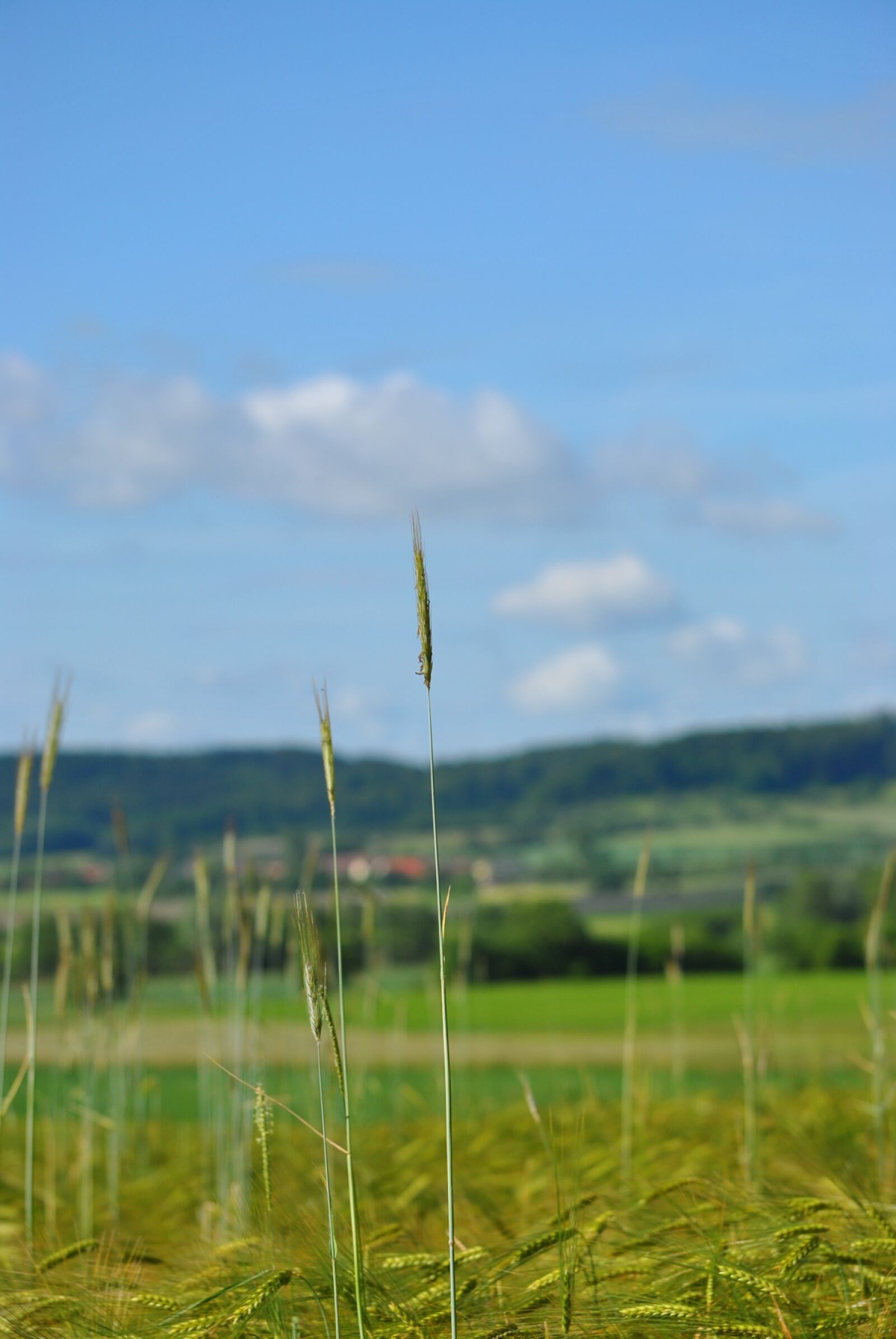 Nikon D3000 sample photo. Grain, field, cornfield photography