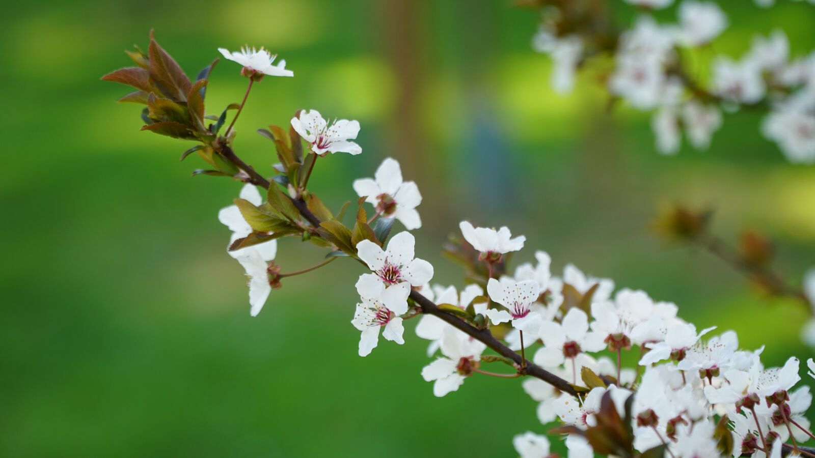 Sony a6300 + Sony E PZ 18-105mm F4 G OSS sample photo. Cherry blossom, spring, flowering photography
