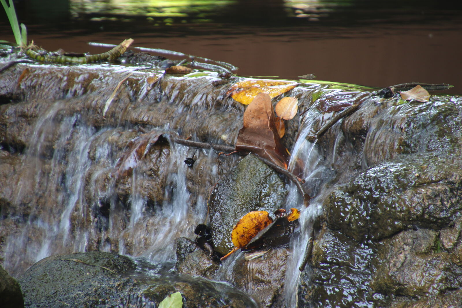 Canon EOS 7D Mark II sample photo. Garden, leaves, pond, stream photography