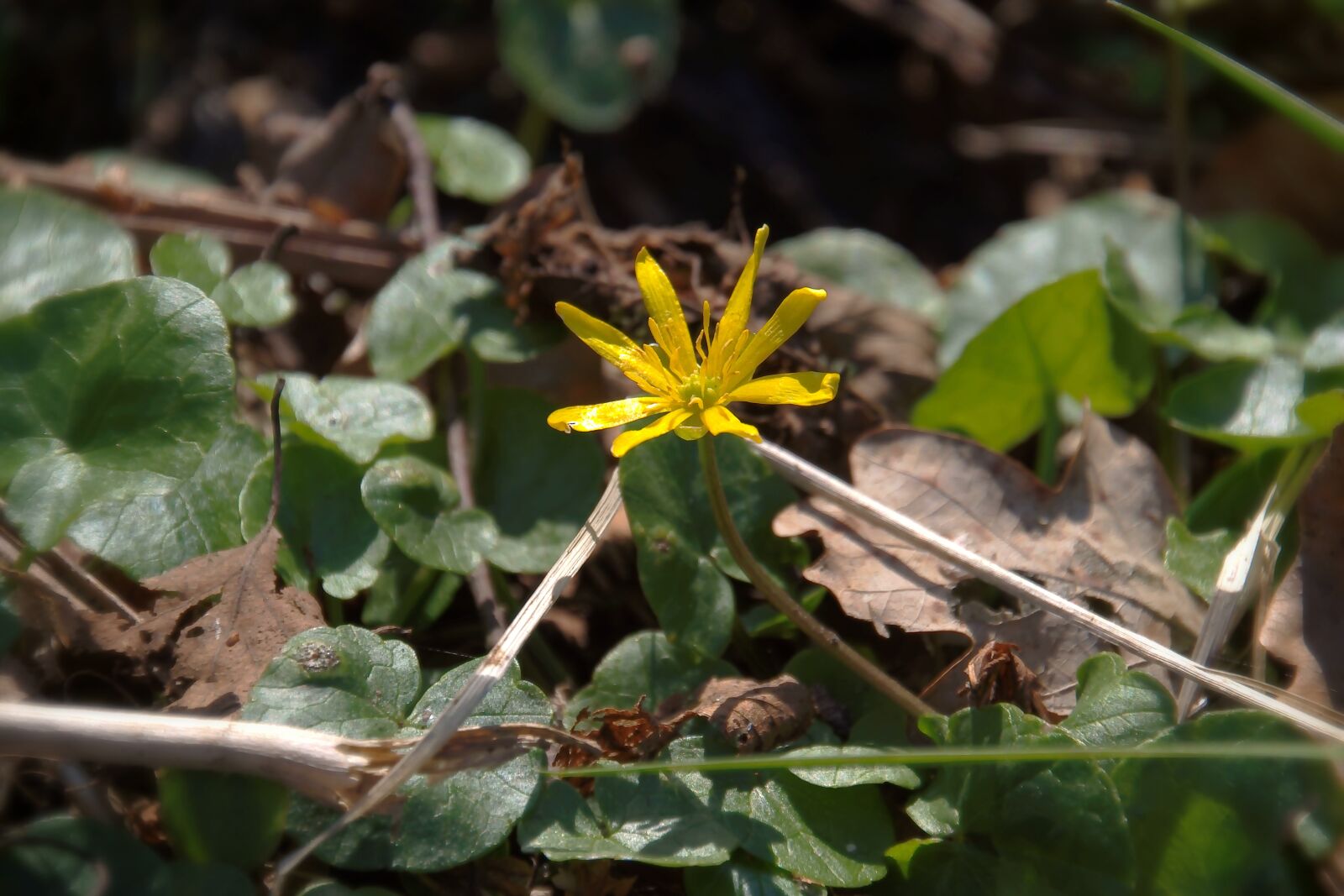Nikon D5600 sample photo. Flower, small, yellow photography