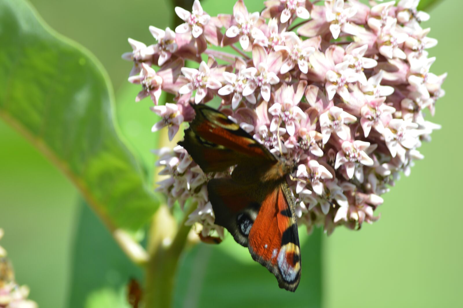 Nikon D3200 sample photo. Insect, butterfly, animal photography