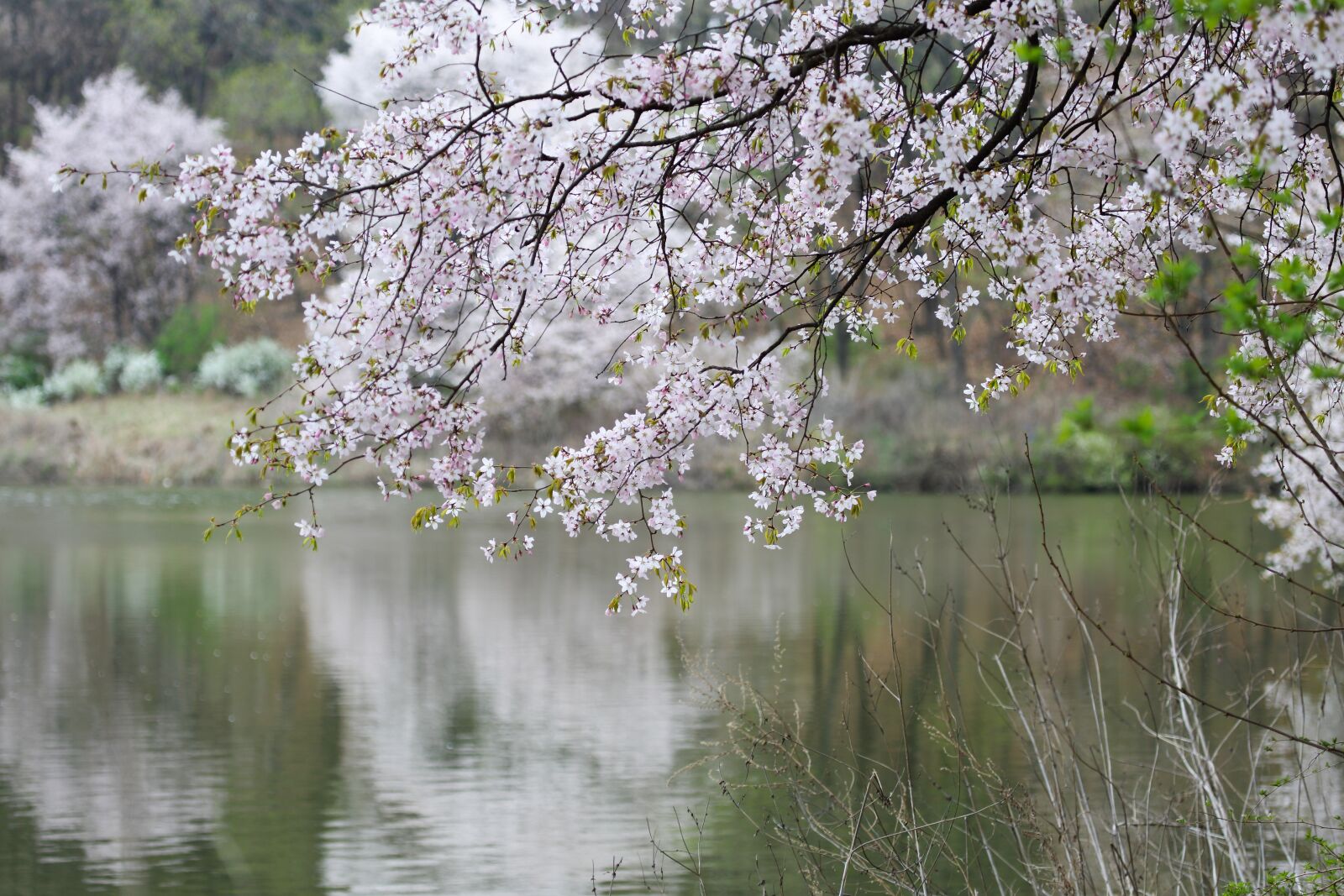 Canon EF 100-400mm F4.5-5.6L IS USM sample photo. Spring, cherry blossom, wood photography