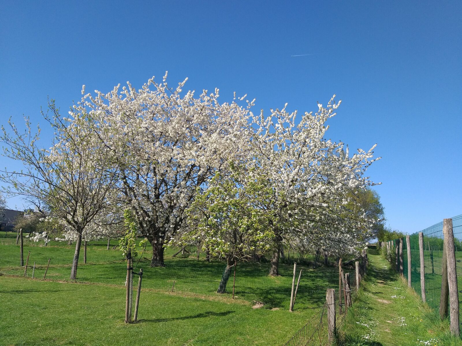 Samsung Galaxy A6+ sample photo. Blossom, tree, blue sky photography