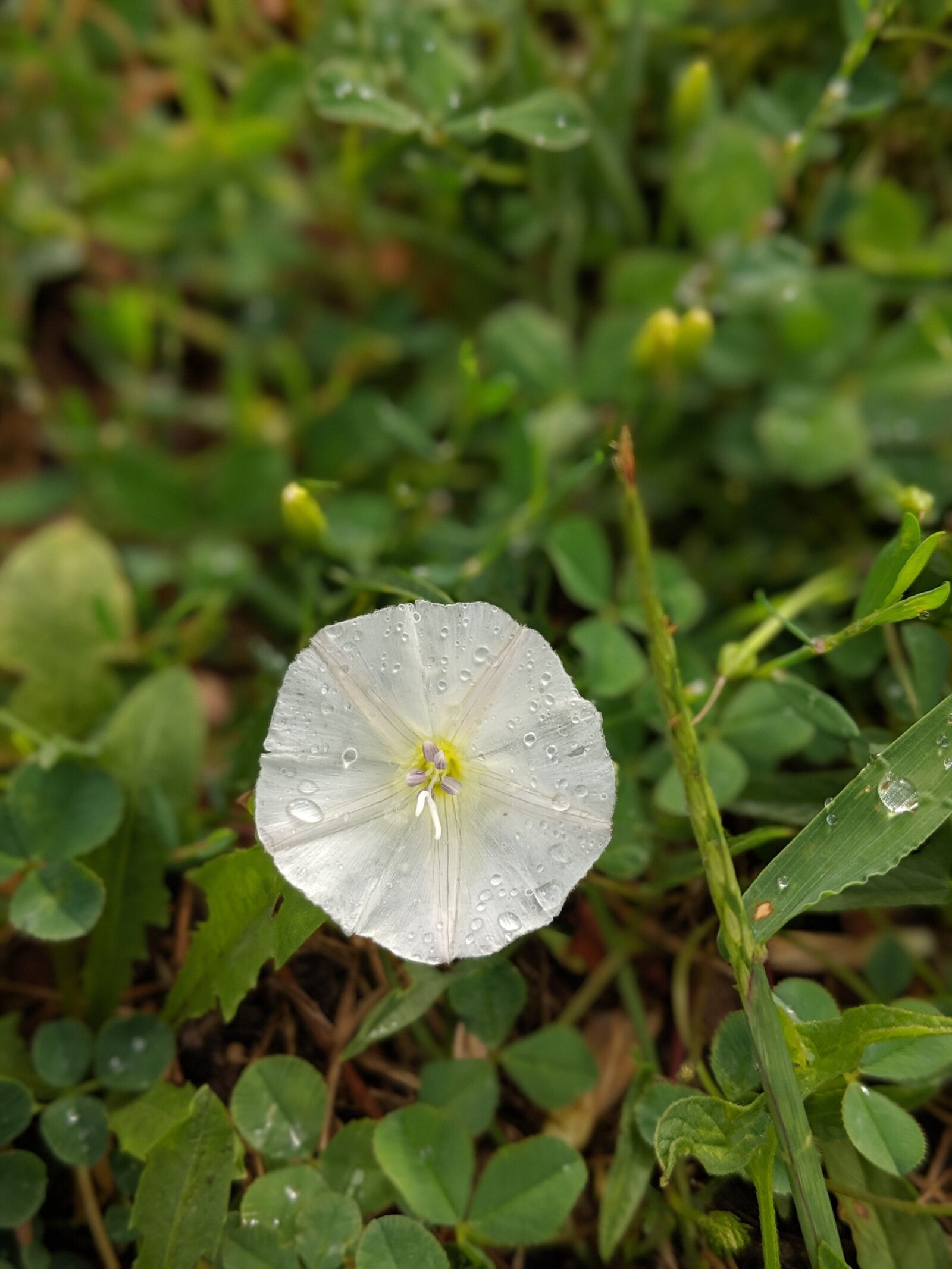 Google Pixel 2 sample photo. Morning glory, spring, wet photography