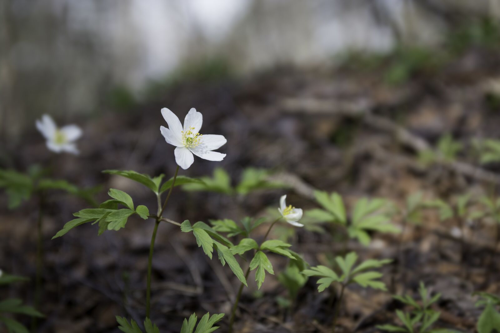 Canon EOS 70D sample photo. Wood anemone, white, bloom photography