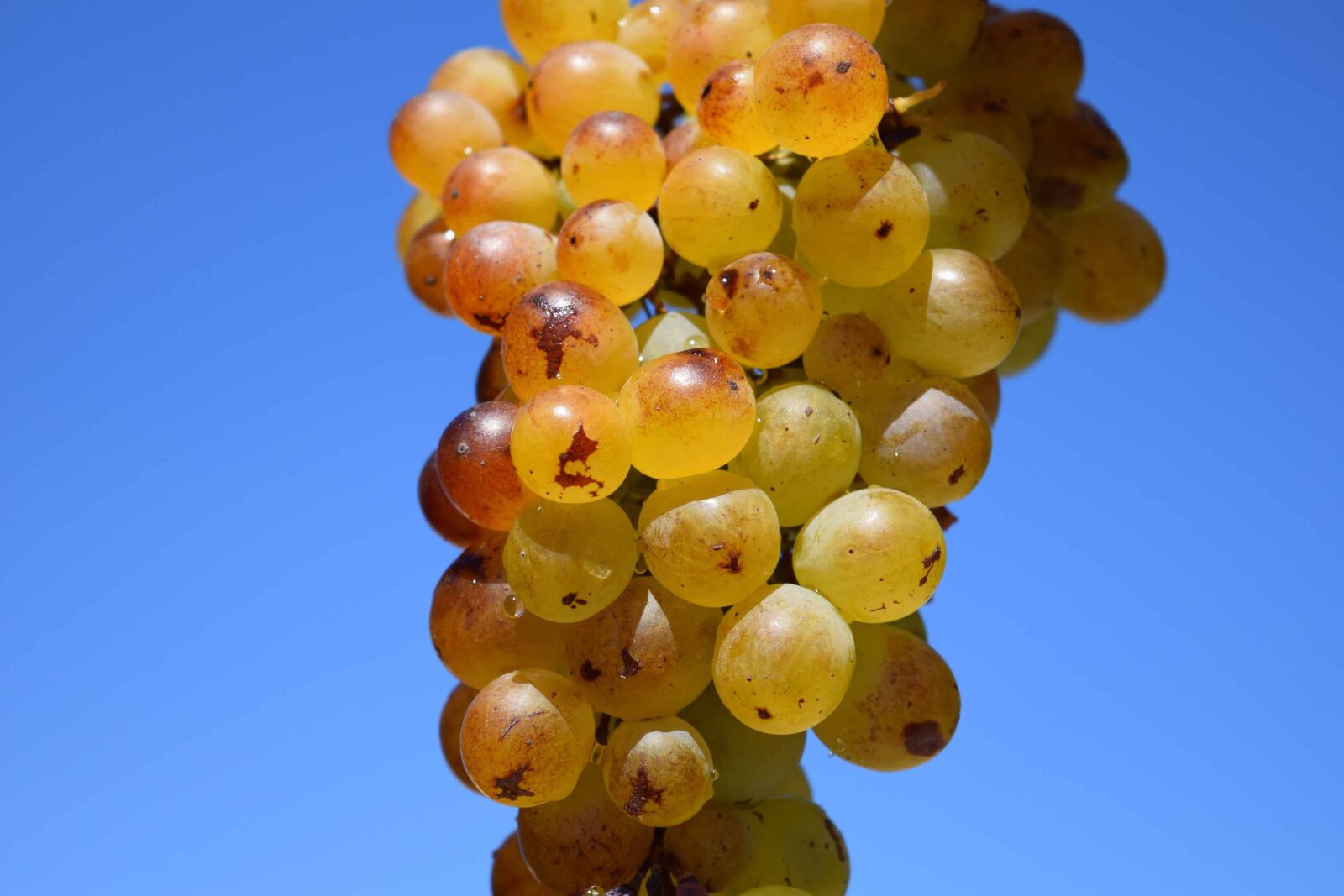 Nikon D3300 sample photo. Fruit, vineyard, agriculture, autumn photography