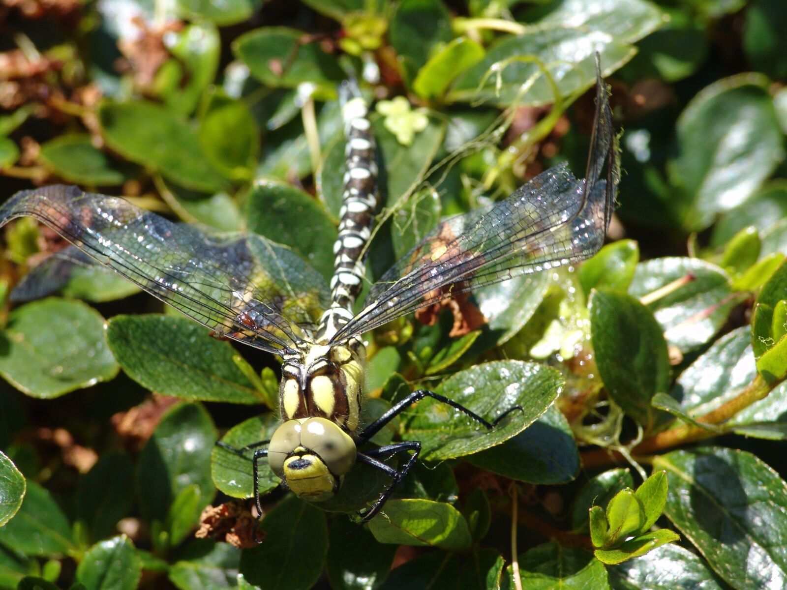 Sony DSC-F828 sample photo. Dragonfly, animal, nature photography
