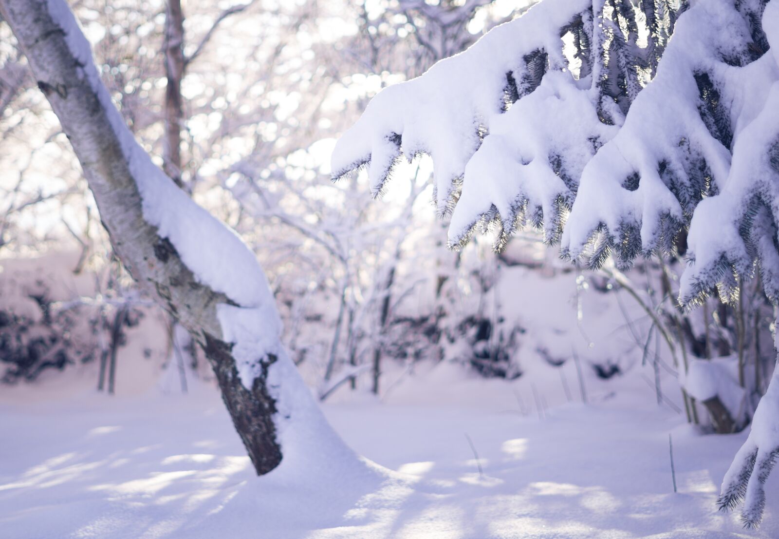 Sony a6000 sample photo. Snow, winter, nature photography