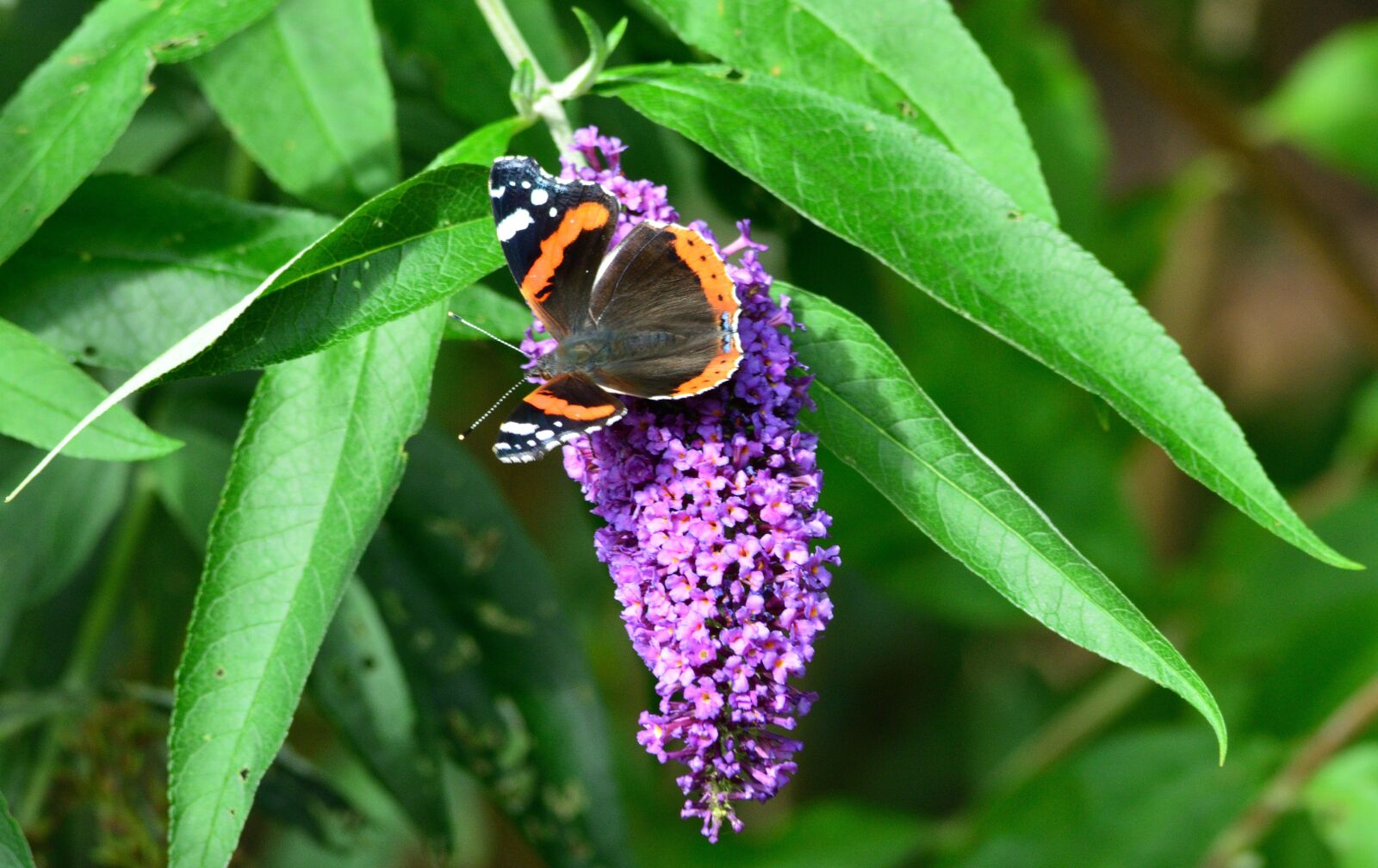 Nikon D5200 sample photo. Butterfly, summer, flower photography
