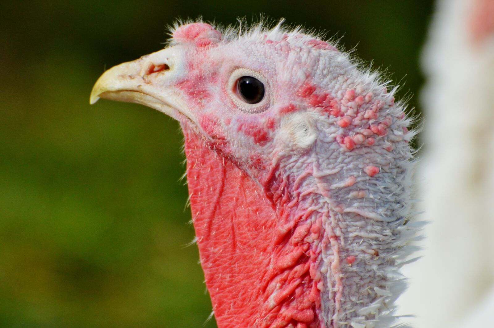 Nikon D3200 sample photo. Turkeys, birds, plumage photography