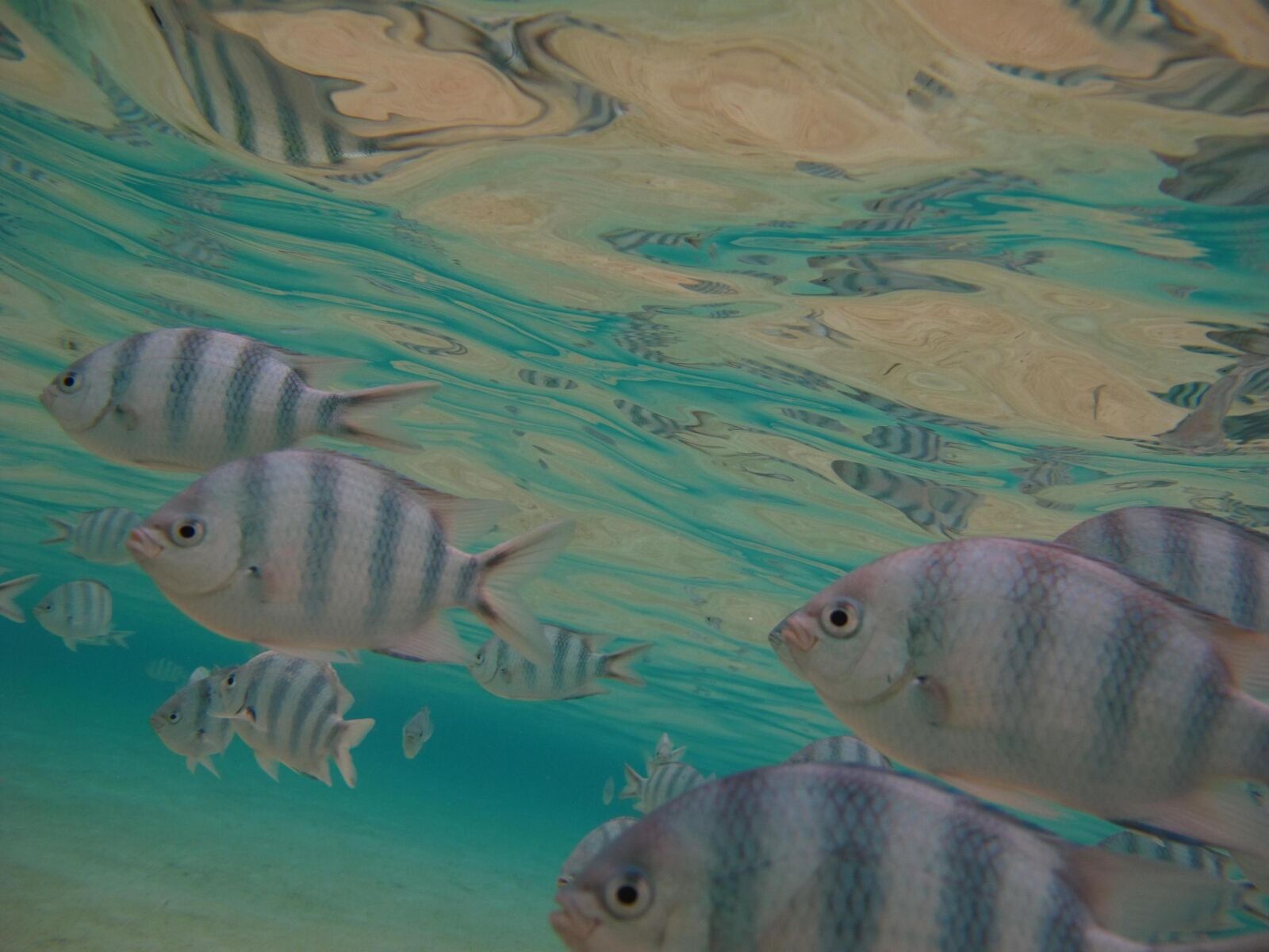 Canon PowerShot G10 sample photo. Tropical fish, lagoon, underwater photography