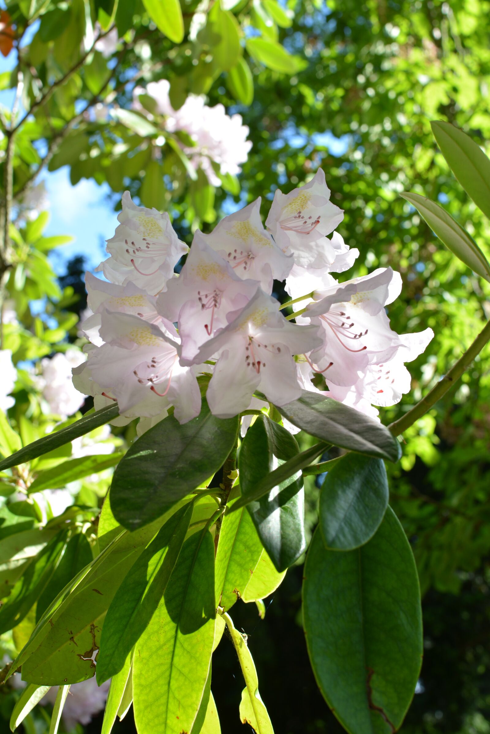 Nikon D5200 sample photo. Flower, summer, blossom photography