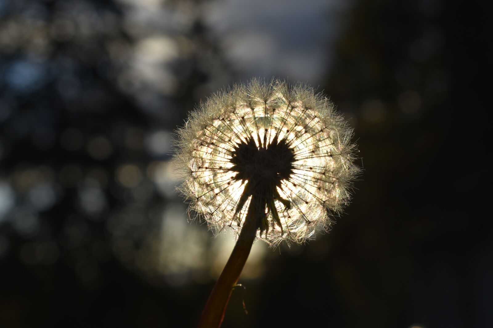 Nikon D3500 sample photo. Flower, sun, dandelion photography