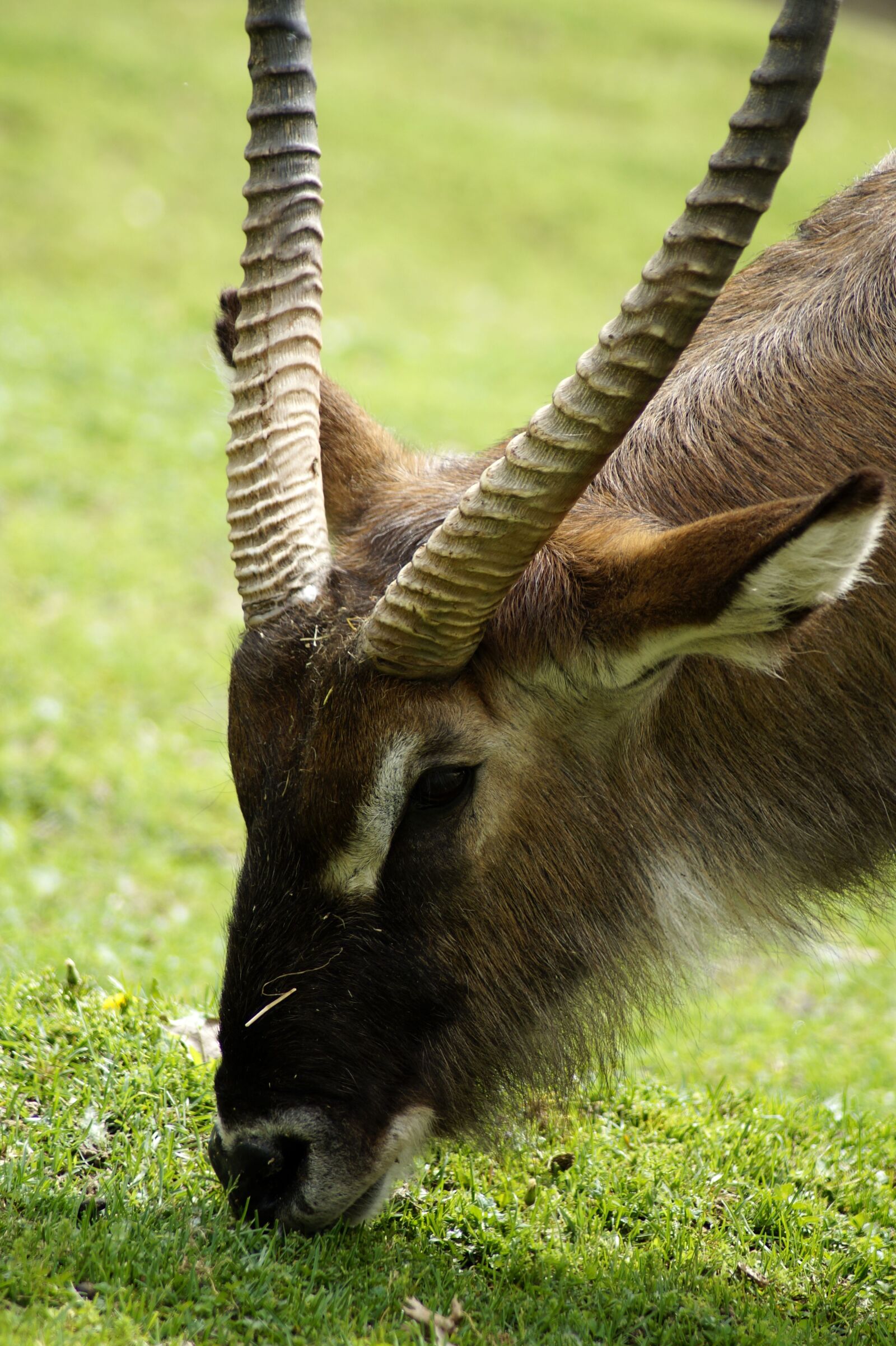 Sony SLT-A58 sample photo. Capricorn, animal, horn photography