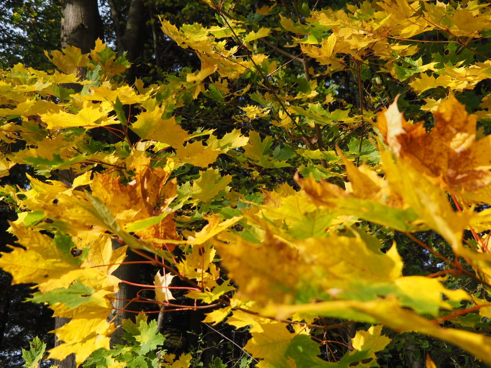 Olympus M.Zuiko Digital ED 14-150mm F4-5.6 II sample photo. Autumn, leaves, mood photography