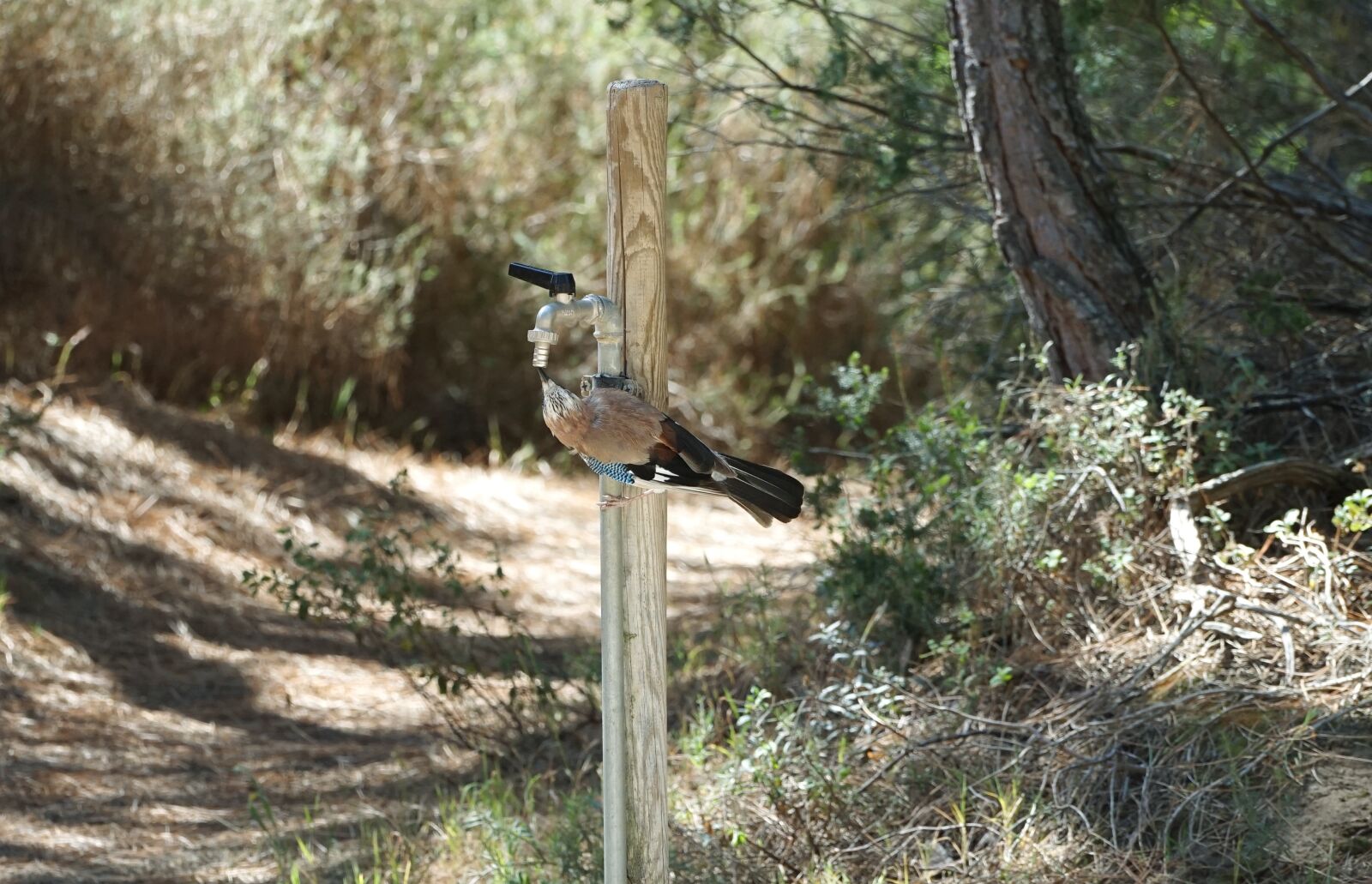 Sony a7 II + Sony FE 70-200mm F4 G OSS sample photo. National park, bird, water photography
