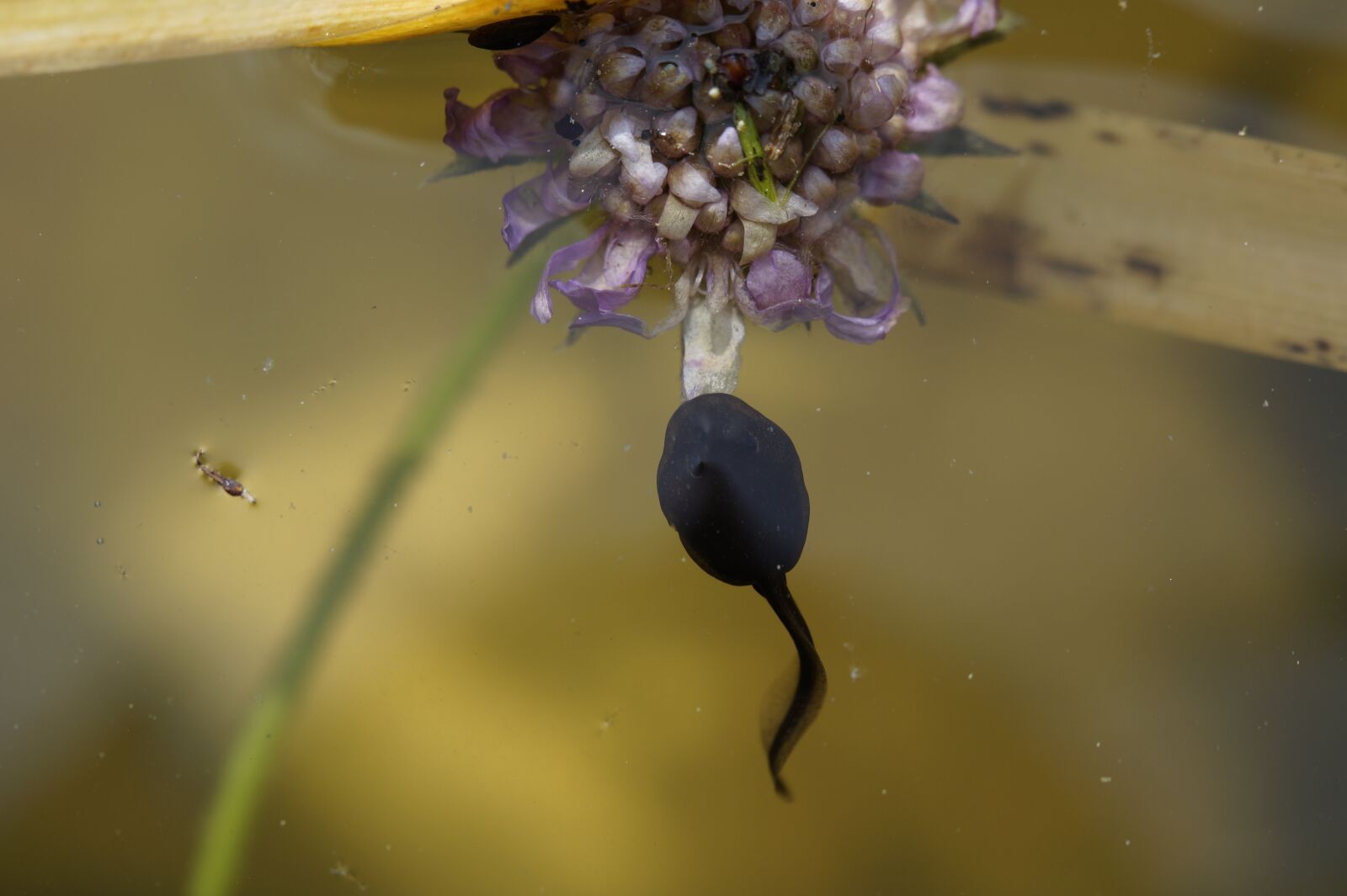 Tamron SP AF 60mm F2 Di II LD IF Macro sample photo. Tadpole, spring, frog photography