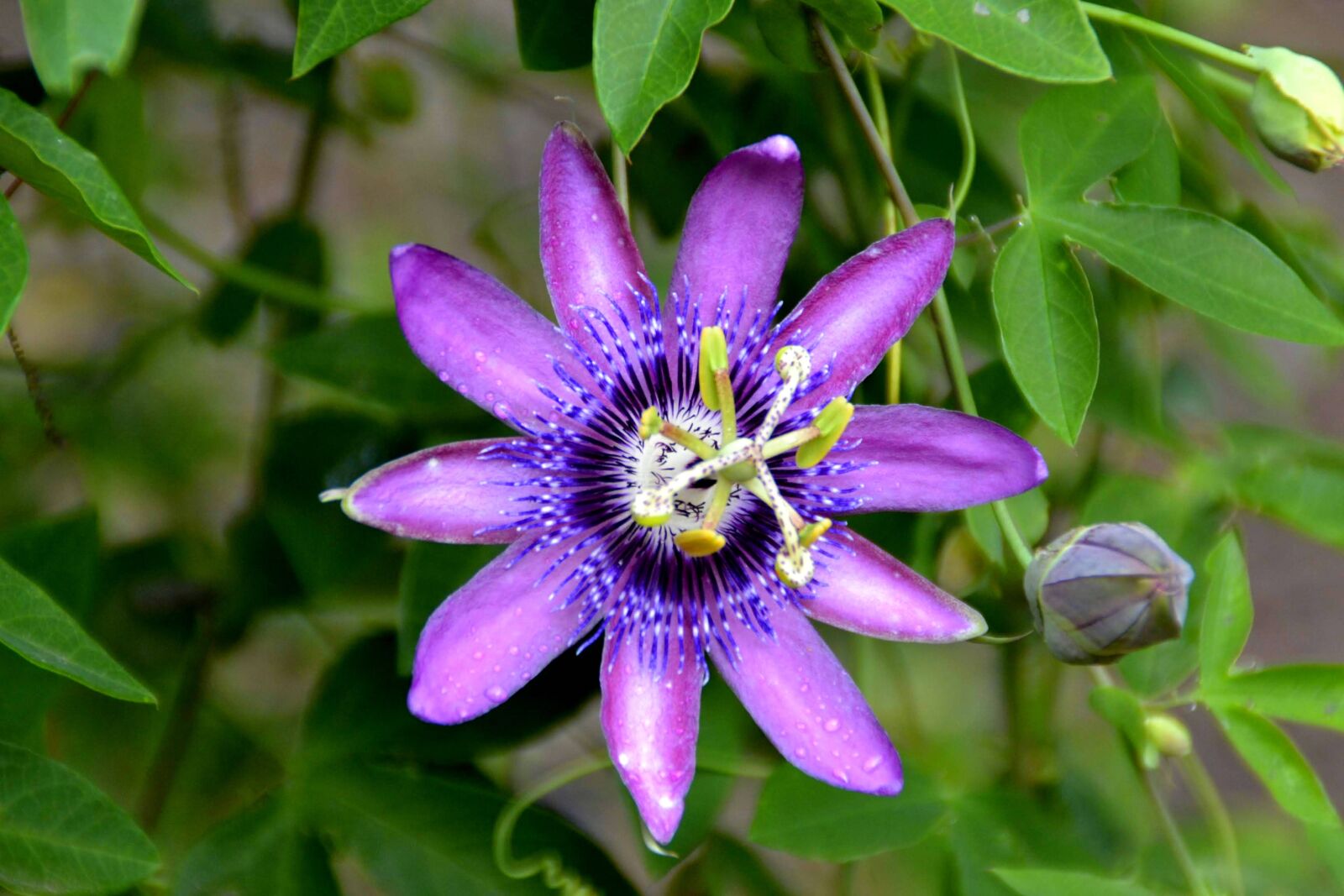 Nikon D3100 sample photo. Flower, botanical garden, atlanta photography