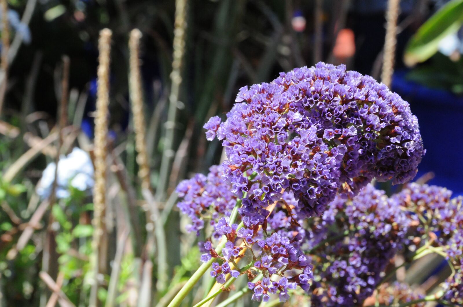 Nikon D300 sample photo. Flower, marrakech, morocco photography