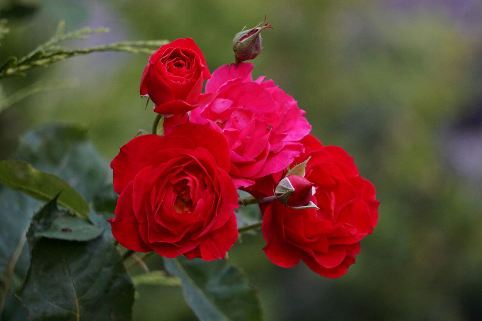 Sony E 55-210mm F4.5-6.3 OSS sample photo. Rose, red, flower photography