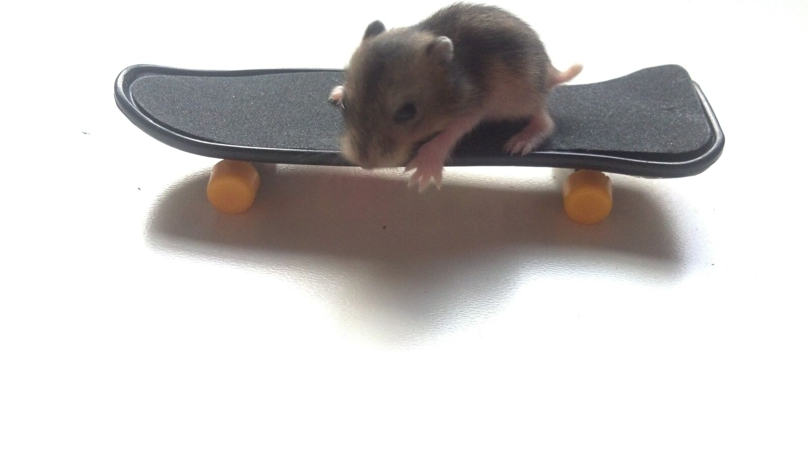 Motorola DROID RAZR sample photo. Baby hamster, hamster, cute photography