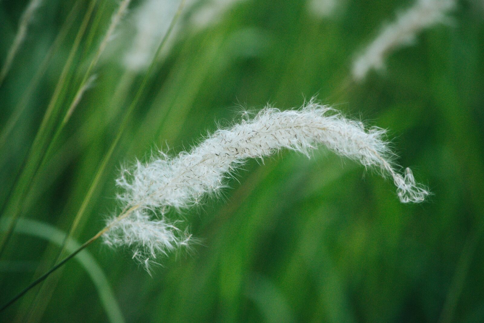 Nikon D5500 sample photo. Flowering grass, flowers, football photography